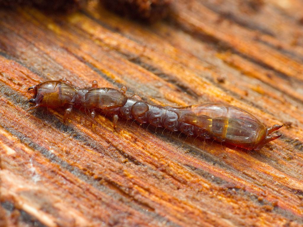 Pyrochroa coccinea (Linnaeus, 1761)